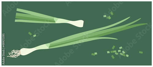 Green onion. Vector illustration isolated on a dark green background.