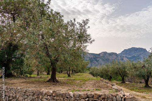 Olive fields, on a spring morning.