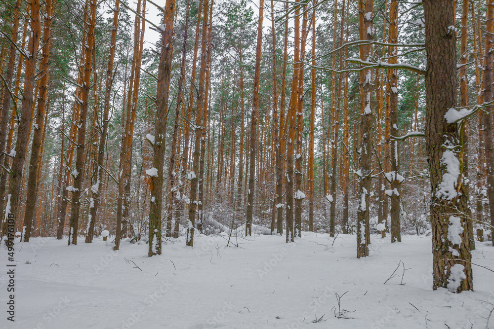 winter pine forest at dusk