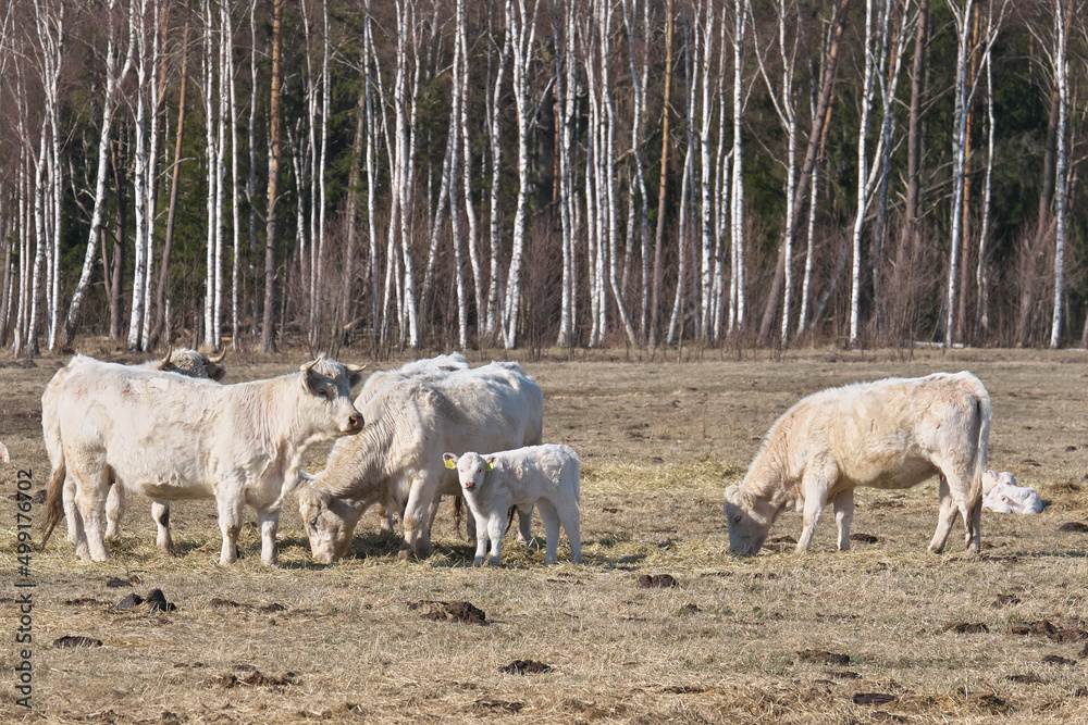 Wild white cows graze in spring. Ecological reserve. Wild white cows graze in spring. Ecological reserve.