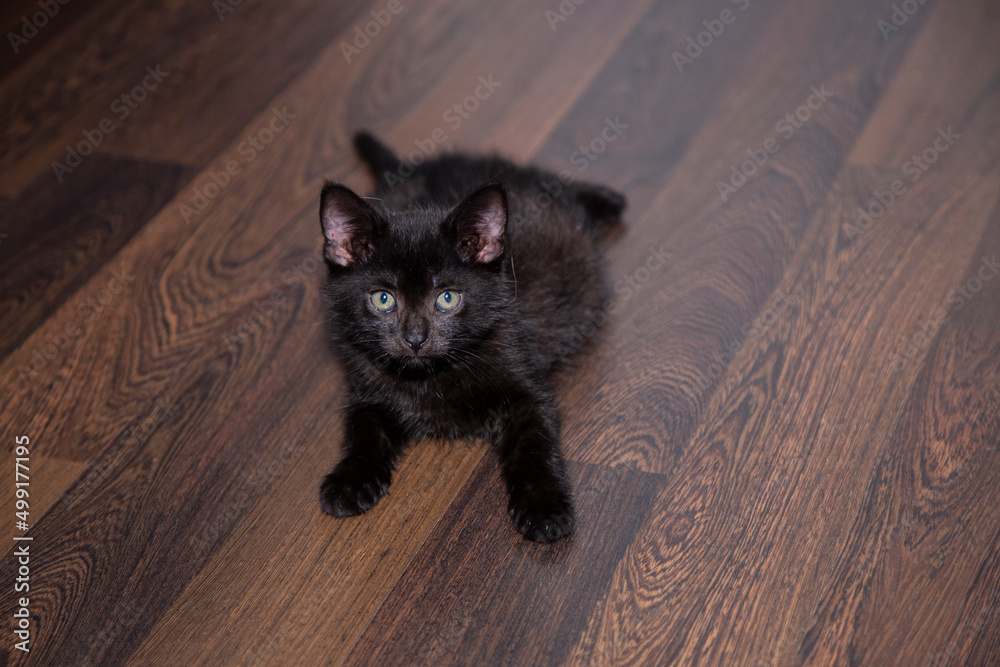 Black kitten on the floor, czarny kotek na podłodze - obrazy, fototapety, plakaty 