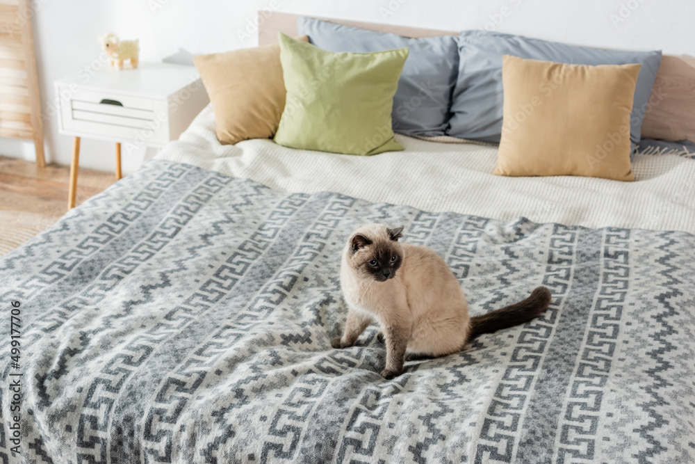 high angle view of cat sitting on soft bed with pillows. high angle view of cat sitting on soft bed with pillows.