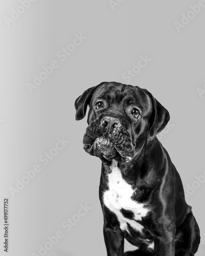 A close-up portrait of a Cane Corso, Italian Mastiff making faces and looking funny, Black and white