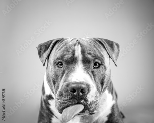 A close-up portrait of an American Staffordshire terrier making faces, licking his face and looking funny, happy dog isolated. Black and white