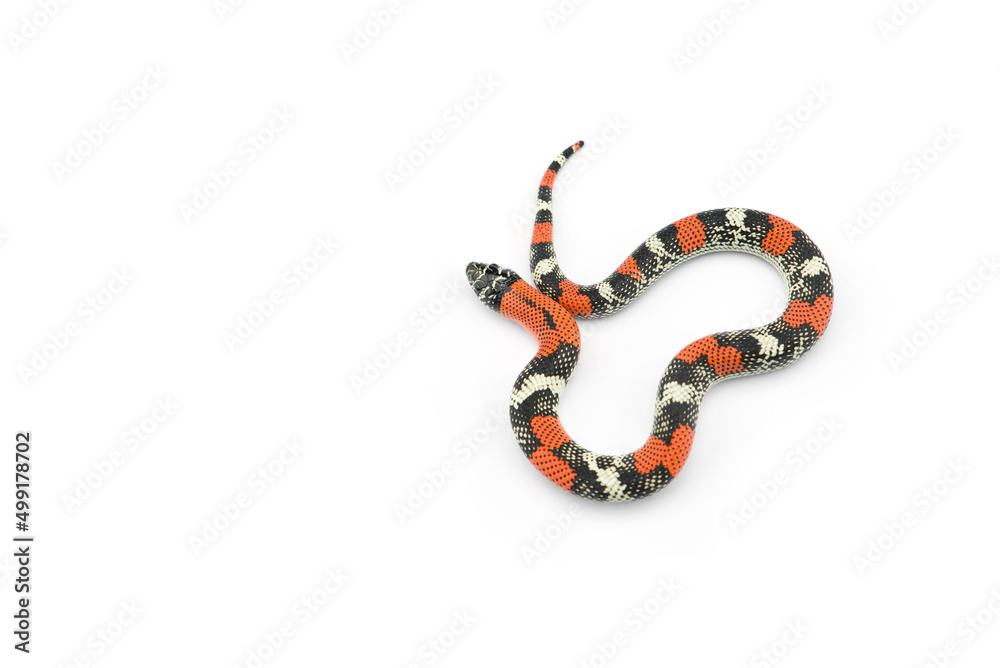 Fototapeta premium Tricolored False coral hognose snake isolated on white background