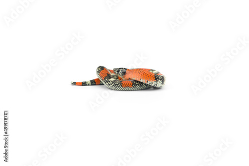 Tricolored False coral hognose snake isolated on white background