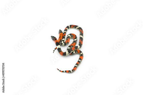 Tricolored False coral hognose snake isolated on white background