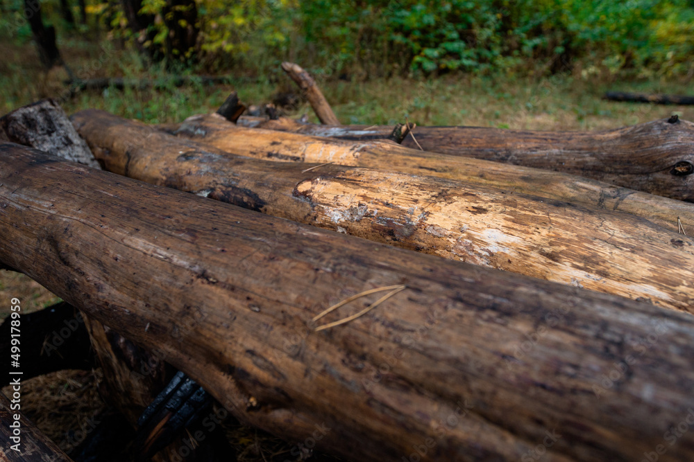stacked logs lie in the forest stacked logs lie in the forest