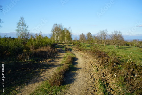 Weg in einer ländlichen Gegend, Feldweg und Birken, Betula pendula im April bei Austrieb der Knospen
