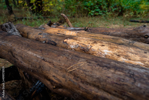 Wallpaper Mural stacked logs lie in the forest Torontodigital.ca
