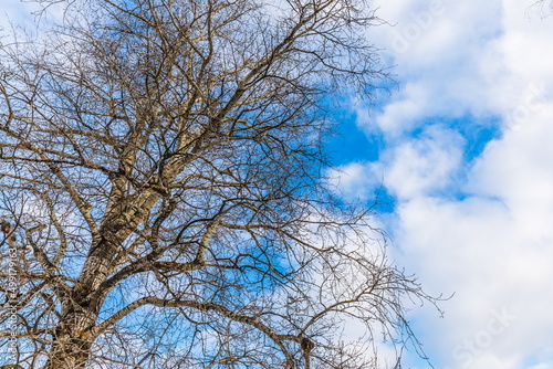 a tree in early spring against a blue sky
