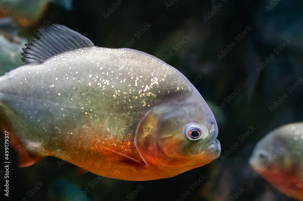 Piranha swimming in aquarium close-up Piranha swimming in aquarium close-up