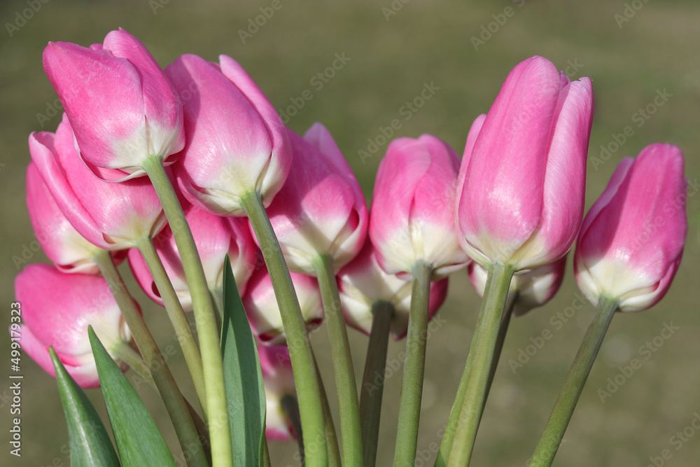 Bouquet of pink Tulips. Beautiful  backdrop. Tulips background. Spring flowers. Pink blooming Tulips on green natural background. First spring flowers. Place for text. Beautiful postcard banner