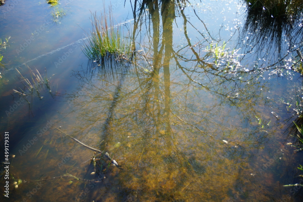 Wasser eines Tümpels bei Sonnenlicht und mit Stille Wasser eines Tümpels bei Sonnenlicht und mit Stille