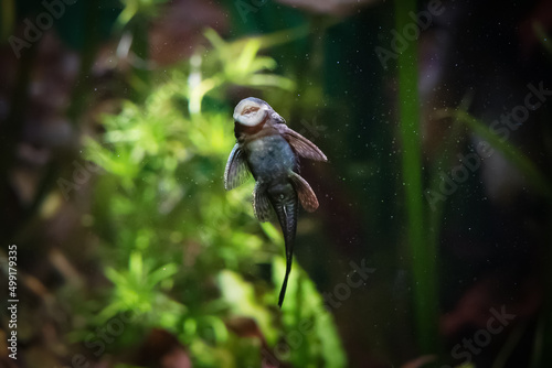 Ancistrus dolichopterus, ancistrus vulgaris fish on aquarium glass photo