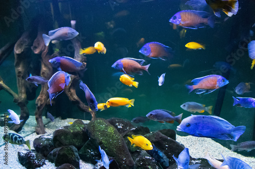 Fototapeta Naklejka Na Ścianę i Meble -  School of colored fish african cichlids in aquarium
