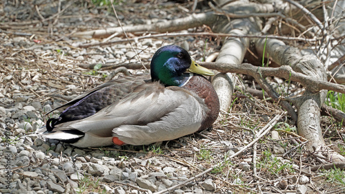 nesting duck