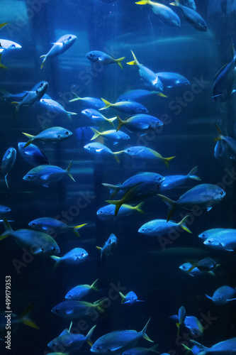 School of caesio fish in blue aquarium, soft focus