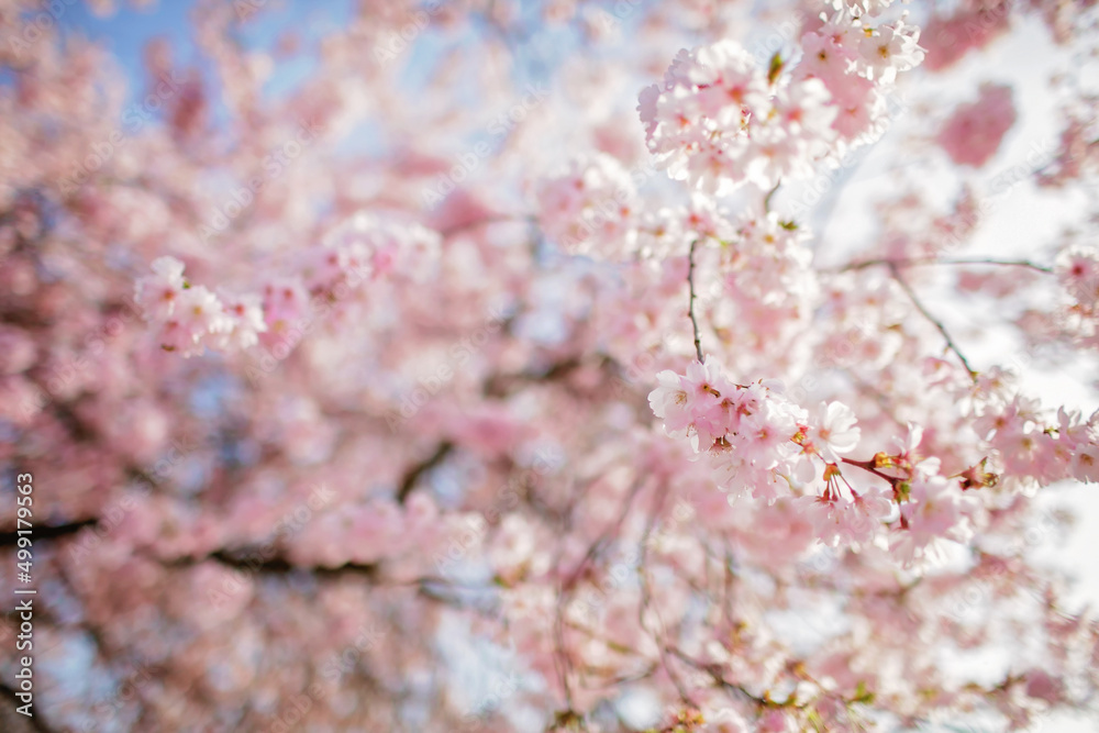 Blooming sakura branch in the blossom garden. Happy spring vibes. Natural floral background in pink pastel colors. Selective focus Blooming sakura branch in the blossom garden. Happy spring vibes. Natural floral background in pink pastel colors. Selective focus