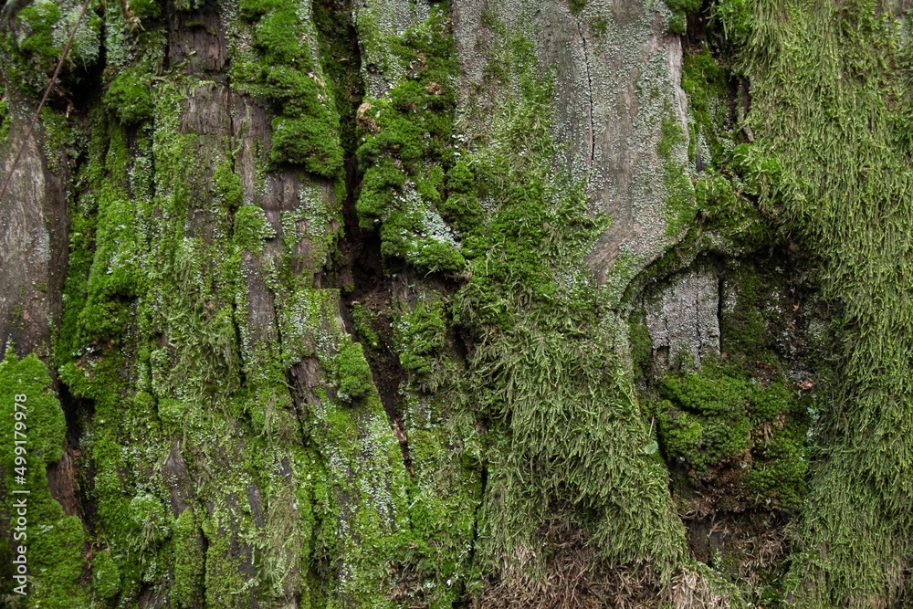 Piece of wood overgrown with moss and cracked by time. Piece of wood overgrown with moss and cracked by time.