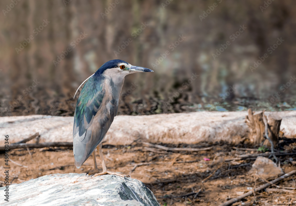 grey heron in the wild grey heron in the wild