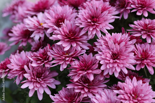 Pink Chrysanthemums in the autumn garden .Background of many small pink flowers of Chrysanthemum. Beautiful autumn flower background. Chrysanthemums Flowers blooming in garden at spring day.  © Mariia