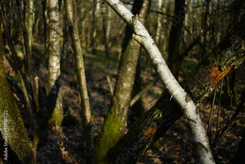Dickicht, Gebüsch und Wald aus Birken, Betula pendula 