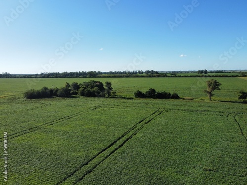 campo verde arboles paisaje