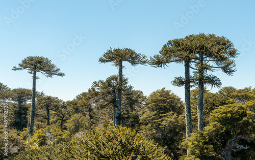 Horizontal panoramic view of araucaria trees in Nahuelbuta national park, Chile photo