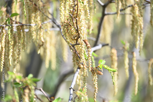 Carpinus betulusEuropean hornbeam, Hornbeam, Caucasian Hornbeam, Common Hornbeam, White Beech