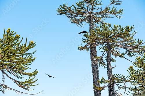 View of araucaria trees and birds flying in Nahuelbuta national park, Chile photo