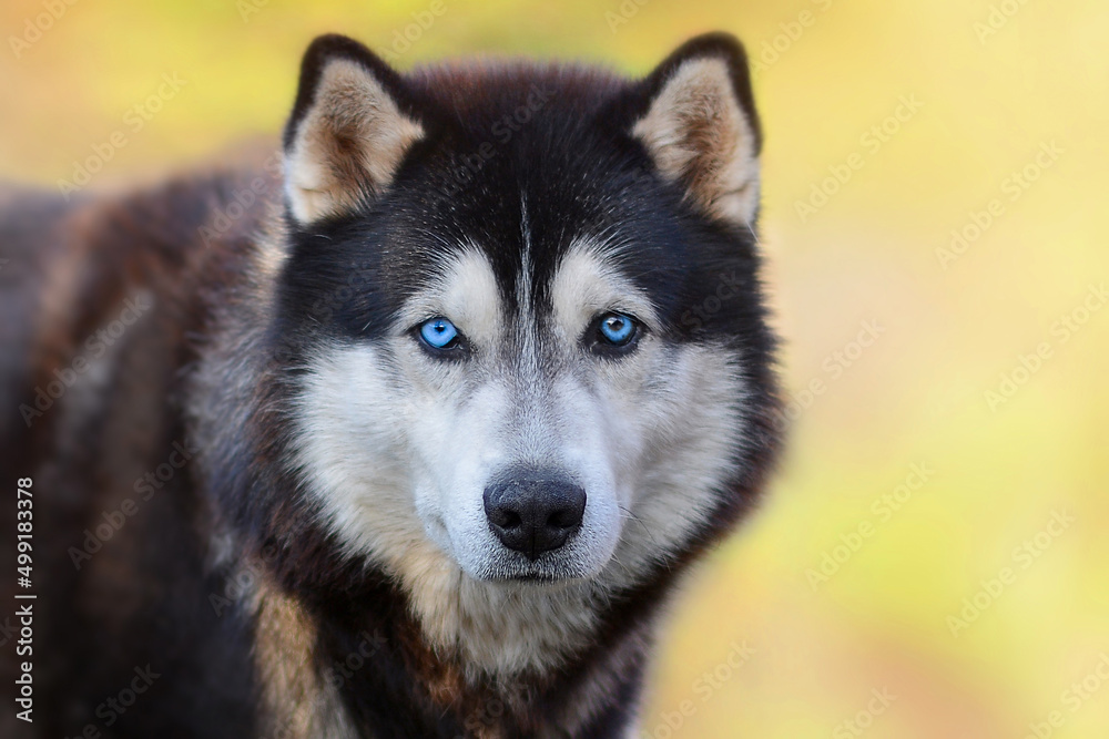 Beautiful Siberian Husky dog with blue eyes on a background of blurry grass