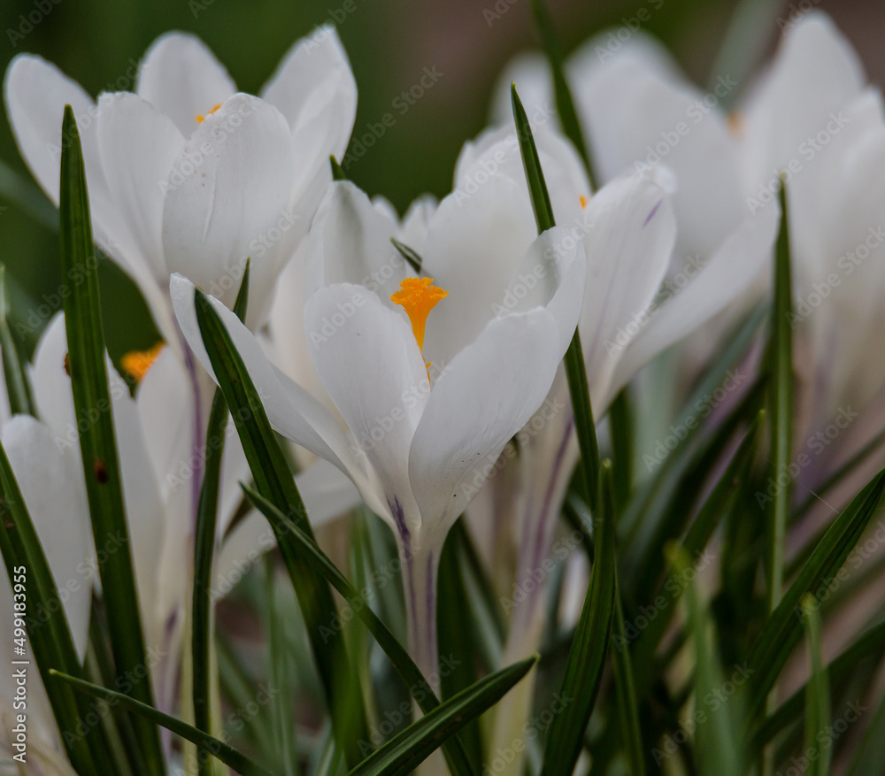 white crocus flowers