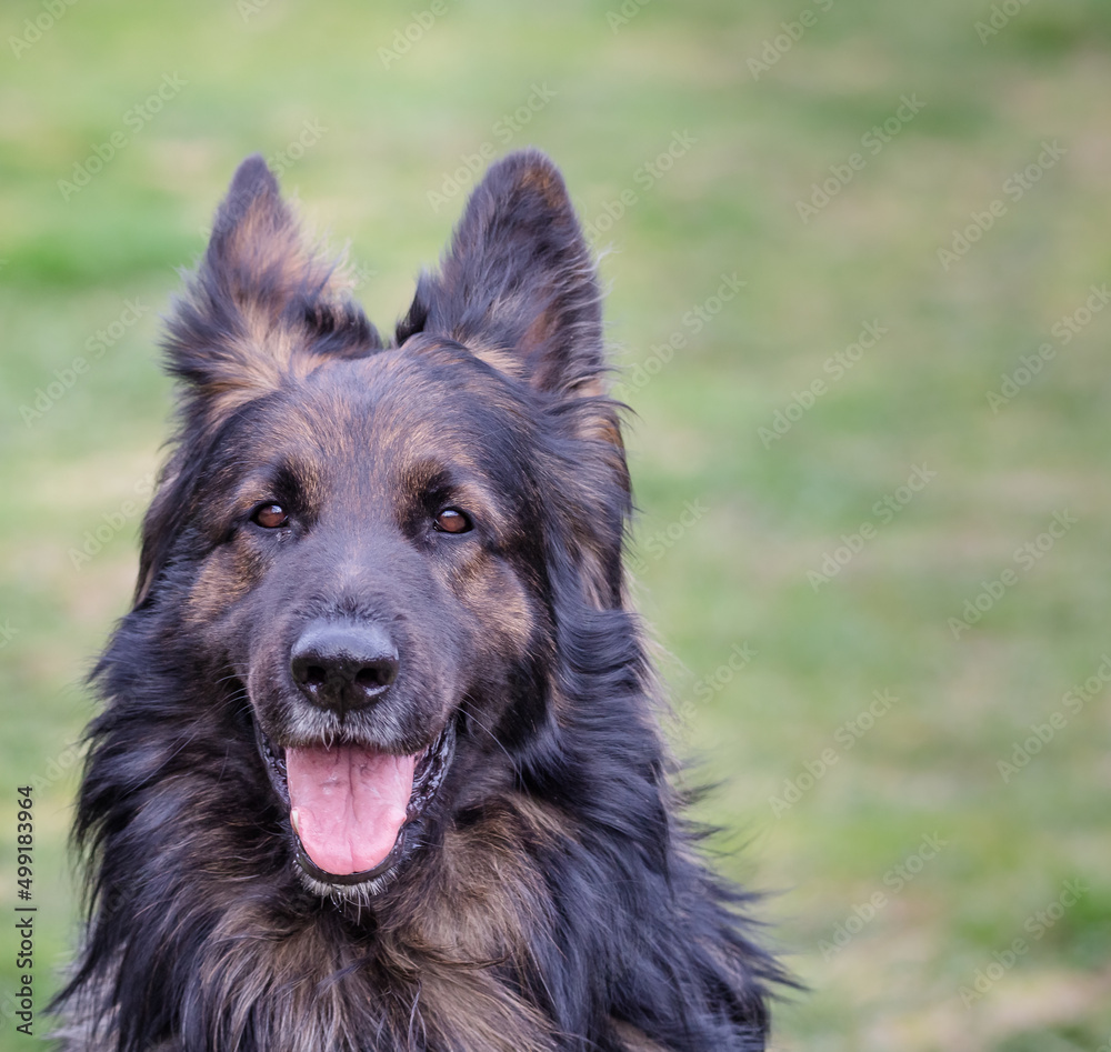 Fototapeta premium german shepherd dog
