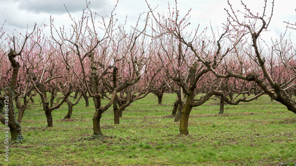Spring work in the peach orchard. Peach trees after pruning branches. Spring work in the peach orchard. Peach trees after pruning branches.