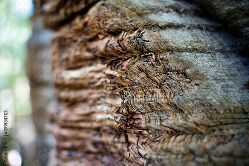 Close-up side view of the puzzle texture of the trunk of an araucaria tree, Nahuelbuta National Park, Chile. photo