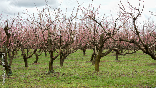 Spring work in the peach orchard. Peach trees after pruning branches.