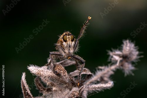 Macro shot of a robber fly in the garden