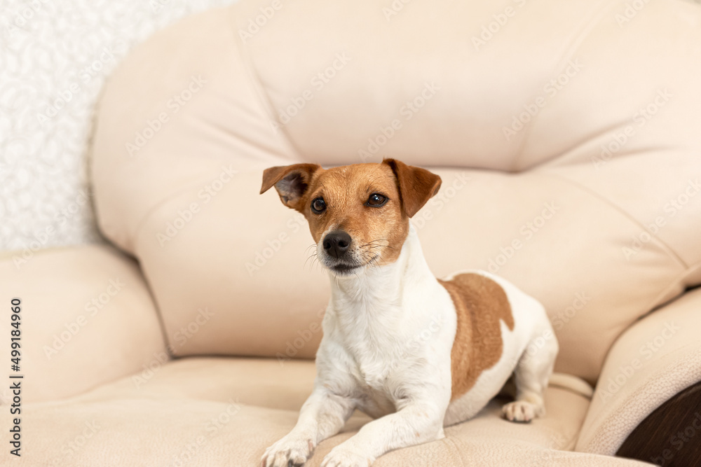 Jack Russell Terrier. A smiling thoroughbred dog. Pets. Poster Jack Russell Terrier. A smiling thoroughbred dog. Pets. Poster