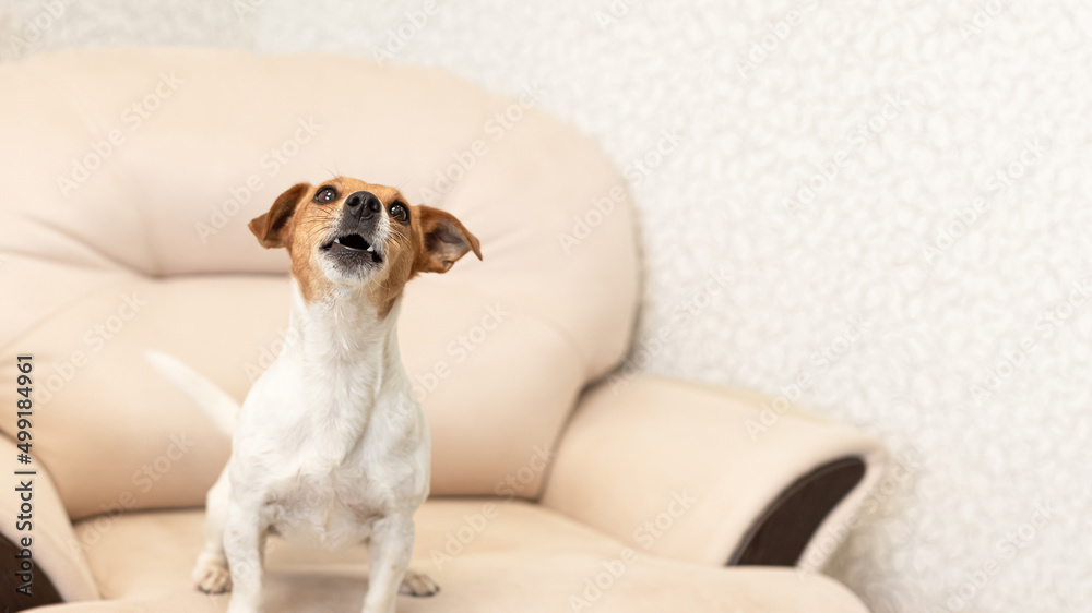 Jack Russell Terrier. A smiling thoroughbred dog. Pets. Poster Jack Russell Terrier. A smiling thoroughbred dog. Pets. Poster