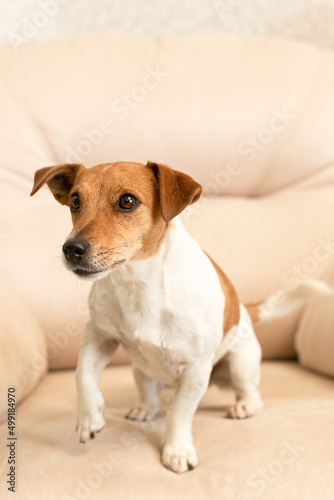 Jack Russell Terrier. Smiling thoroughbred dog close-up. Pets © Alexander