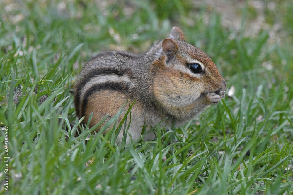 Chipmunk Chipmunk