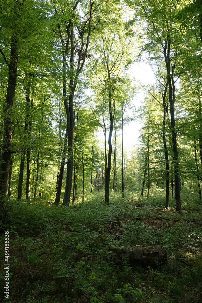 Wald im Frühling Wald im Frühling
