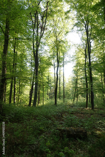 Wald im Frühling © Fotolyse