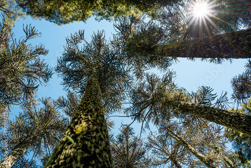 Sunny view from below of araucaria trees with moss in Nahuelbuta national park, Chile photo