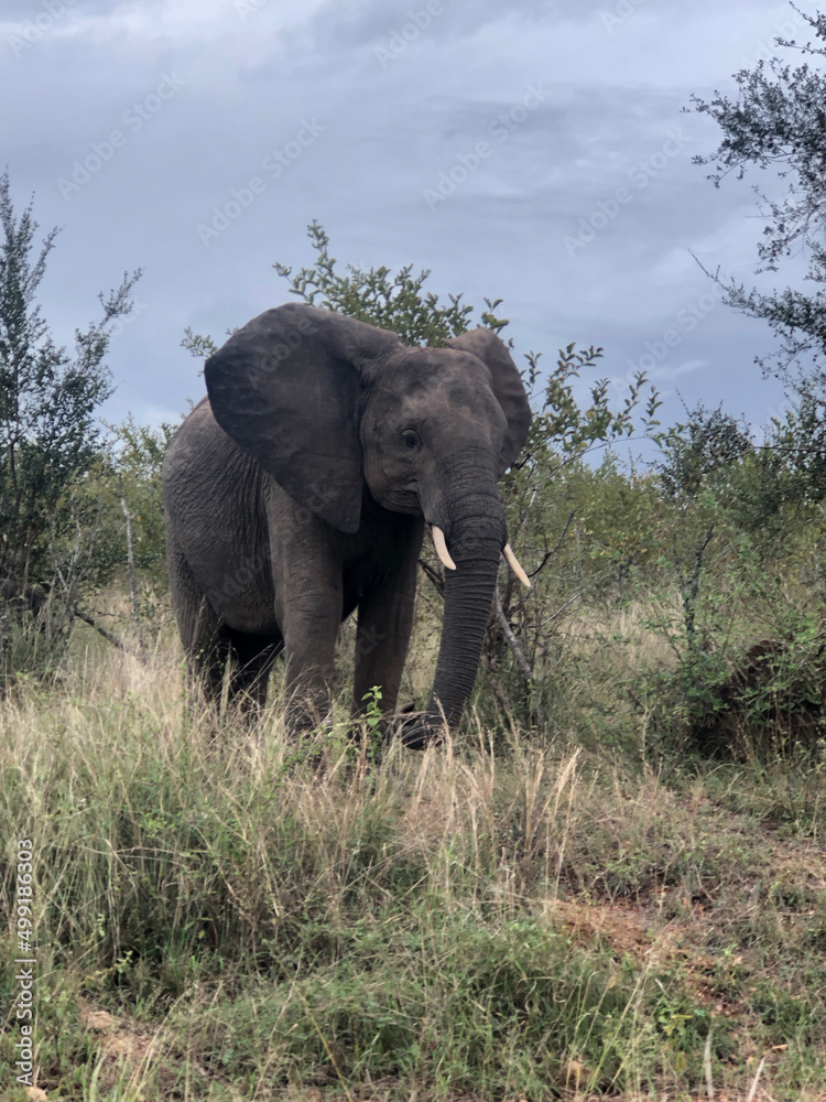 African Elephants, Kruger National Park, Mpumalanga, South Africa.