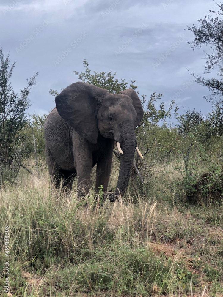 Fototapeta premium African Elephants, Kruger National Park, Mpumalanga, South Africa.