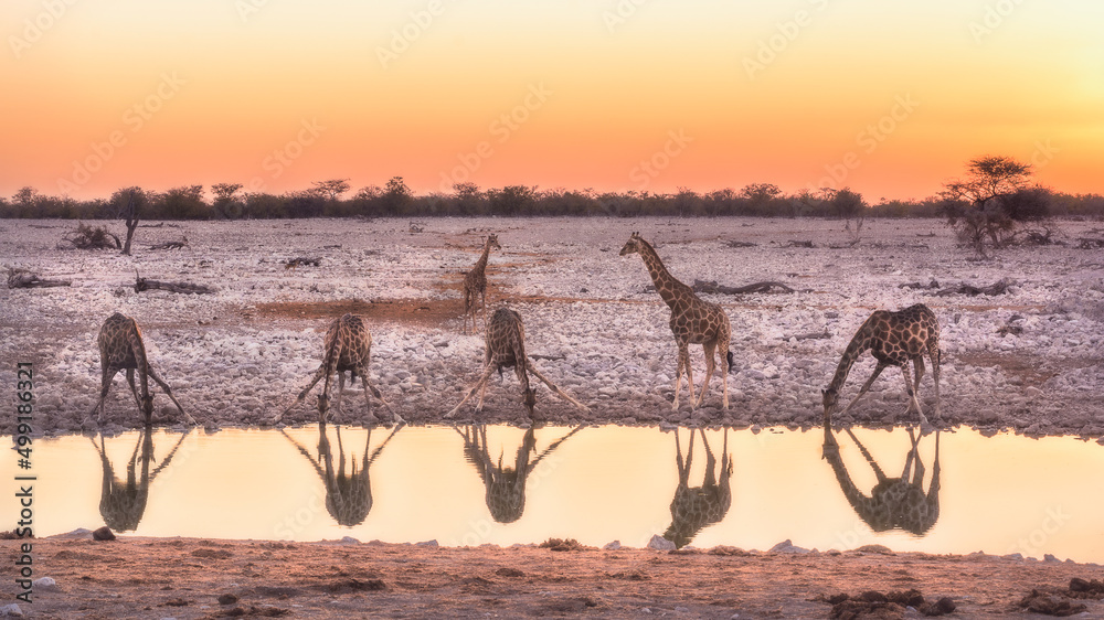 Giraffe from Etosha park at sunset - Namibia, Africa