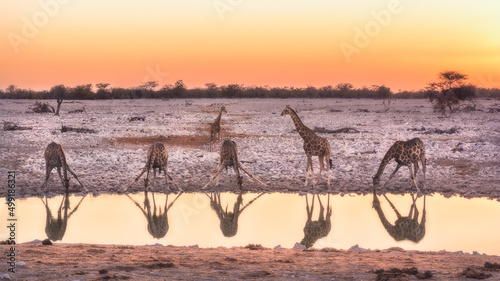 Giraffe from Etosha park at sunset - Namibia, Africa