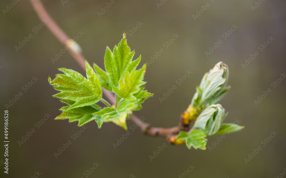 Elsbeere - frisches Laub im Frühjahr | Sorbus torminalis new leaves